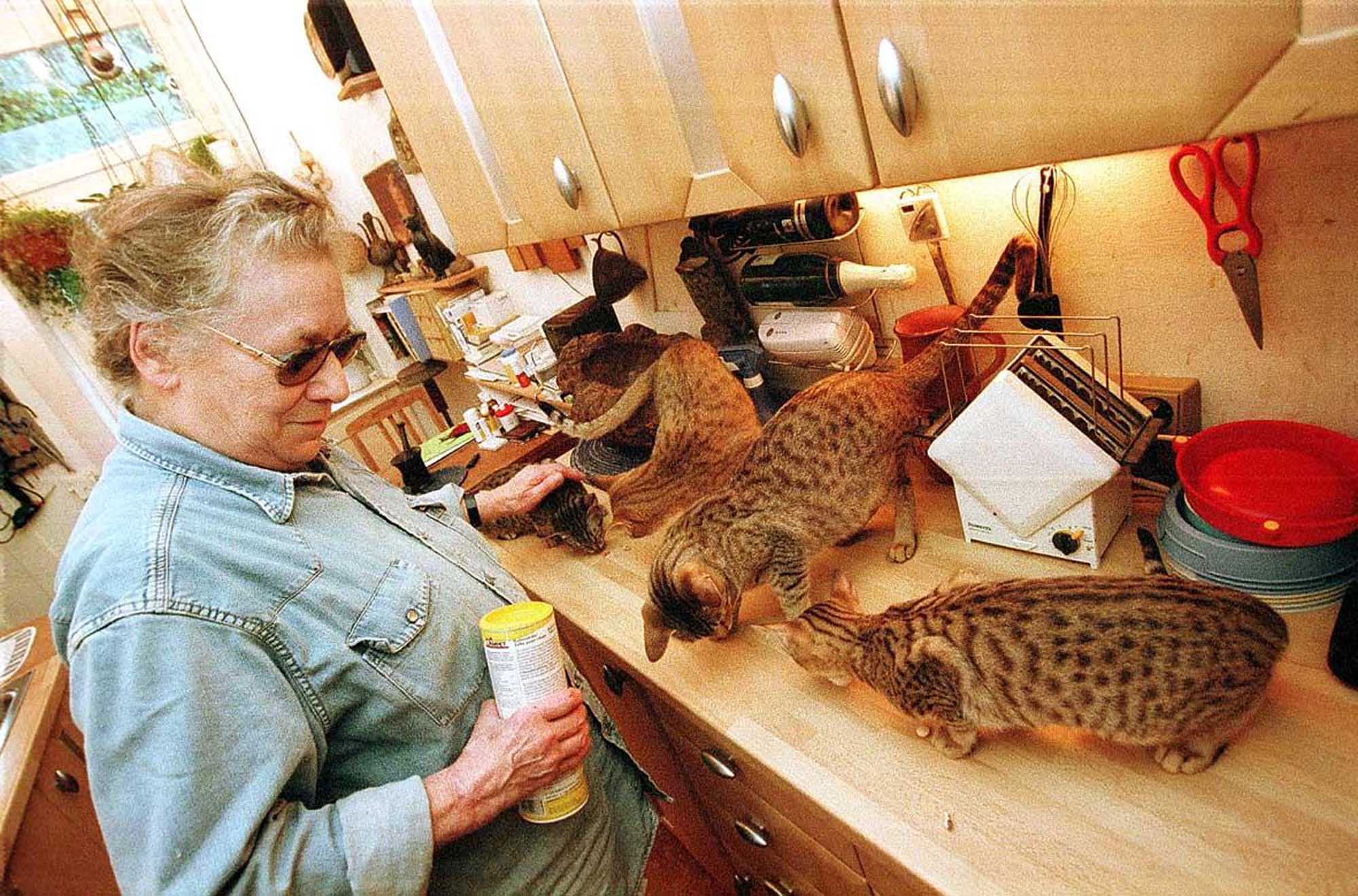 KANAANI OFFICIALLY RECOGNIZED AS A NEW BREED OF CAT, GERMANY – 1999